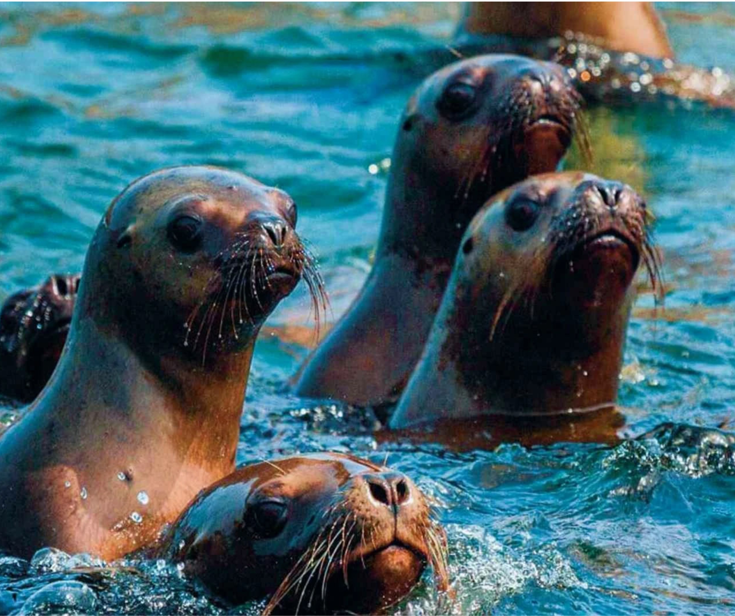 Islas Ballestas